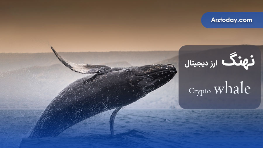 معرفی نهنگ ارز دیجیتال (Whale Crypto)